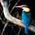 Stork-billed Kingfisher